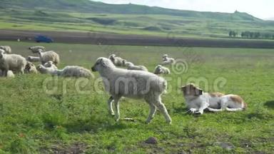 日落时分，在农场的村庄里，有一群放羊的山地草原。 吃草吃草